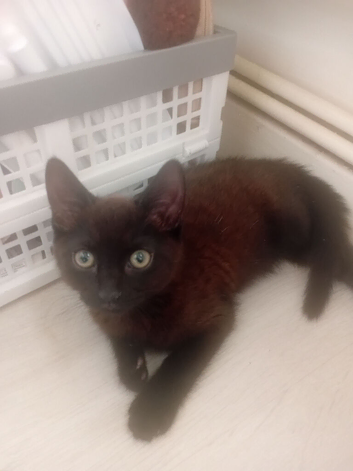 Boy kitten