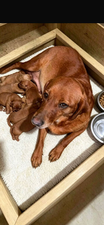 STUNNING FOX RED KC REG LABRADOR PUPPIES FOR SALE