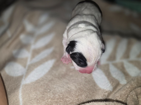 Frenchie cross whippet mum patterdale cross daushaund dad