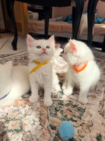 White  maine coon kittens 8 weeks