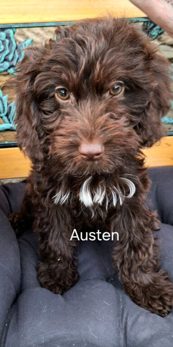 Chocolate and white F1 cockapoo puppy