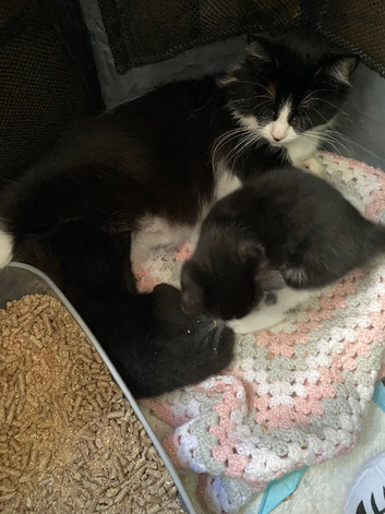 Male / female
