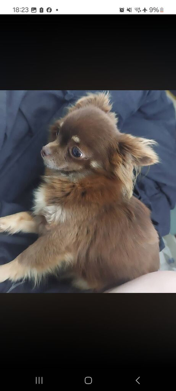 Xxs chihuahua.