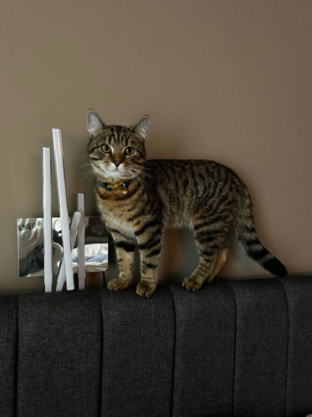 Tabby male