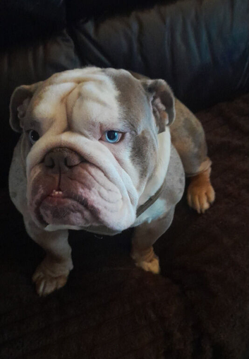 2 year old British Bulldog