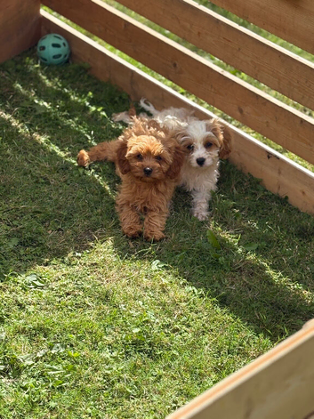 Beautiful cavapoo