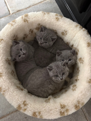 4 british shorthair kittens for sale