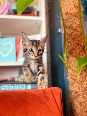 I have 5 beautiful kittens available looking for forever homes