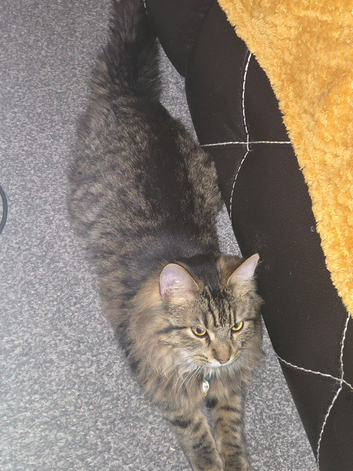 Kittens  for sale