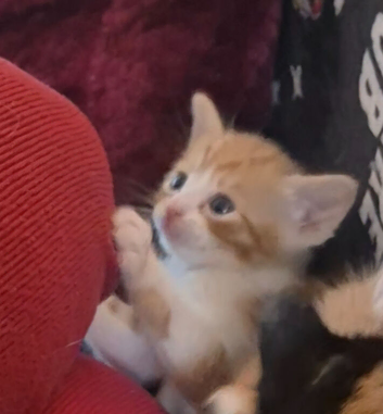 2 kittens