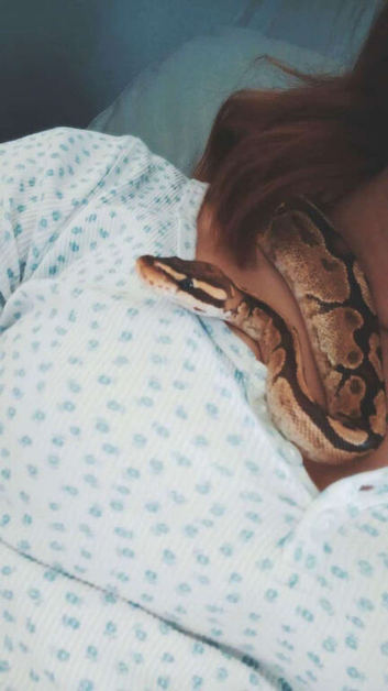 2 year old Female Ball Python for sale