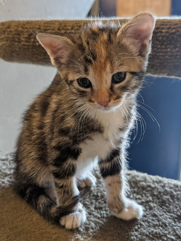 6 kittens ready to go soon