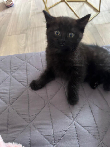 Kitten