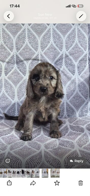 Cockapoo