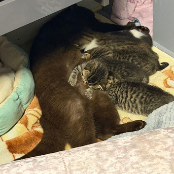 Beautiful Scottish fold kittens looking new home