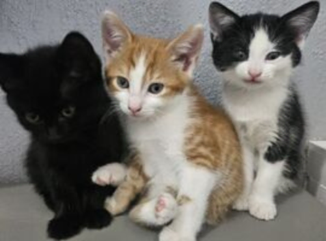 3 kittens ready for there new homes