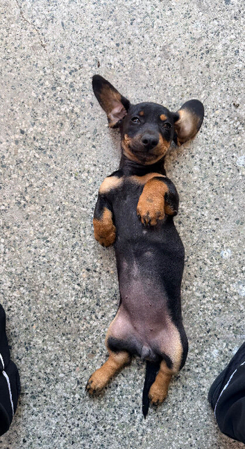 Miniature dachshund girl 5 months