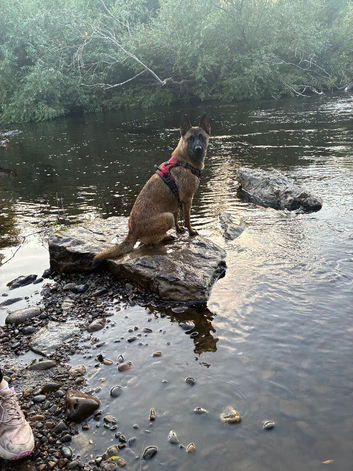 1 year old Belgian Malinois