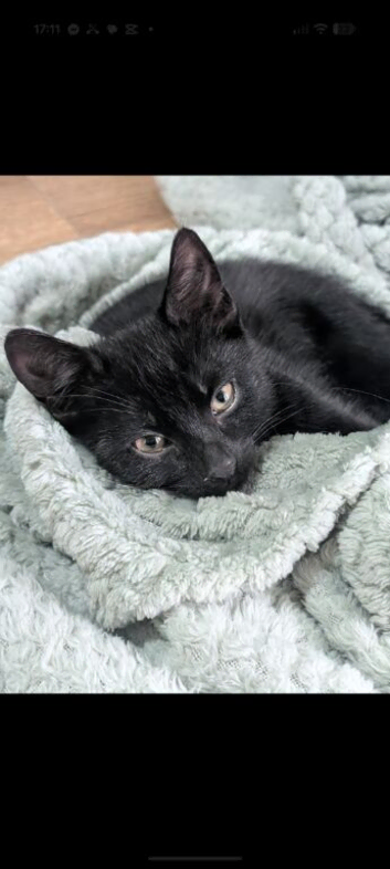 Stunning male black kitten available