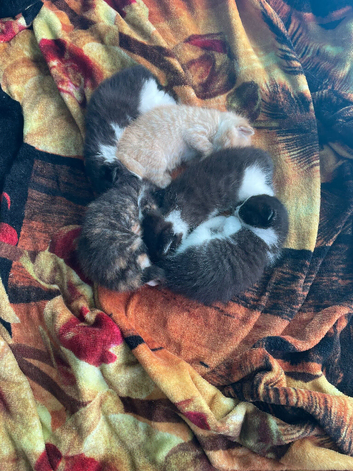 Kittens ready for new home
