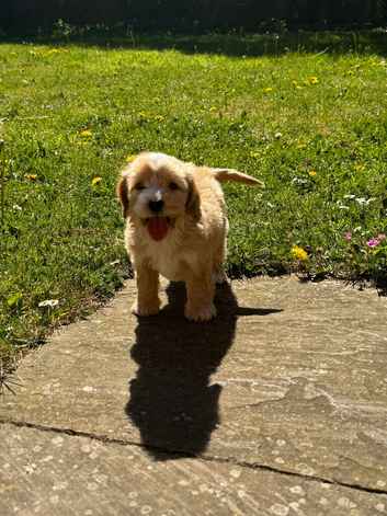 Cockapoo puppys