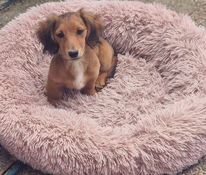 Dachshund longhair