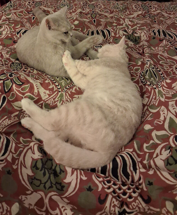 BHS LILAC 7 MONTH OLD FEMALE AND SCOTTISH FOLD/BHS CREAM 5 MONTH OLD MALE