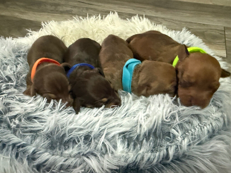 4 beautiful boy miniature dashhound