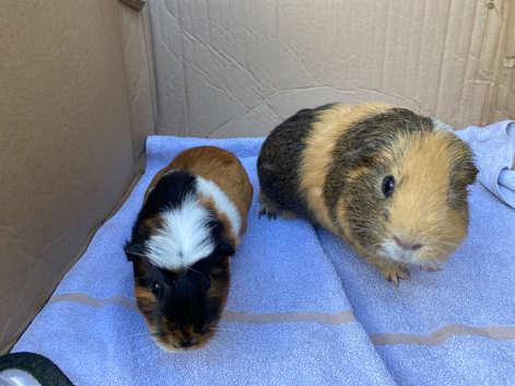 Guinea pigs