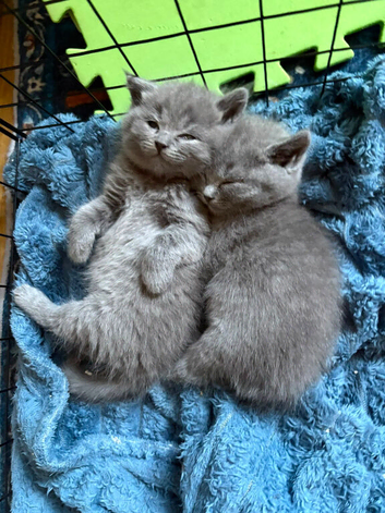 Beautiful British Shorthair Kittens