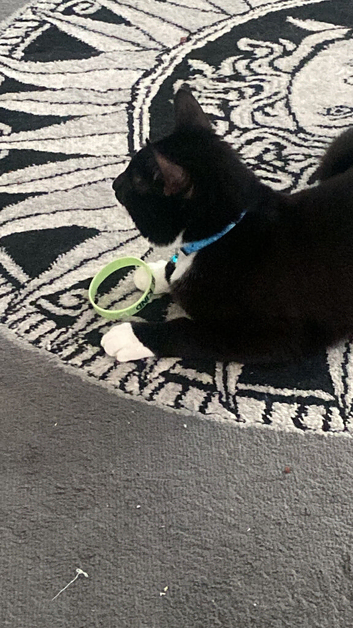 KITTEN FOR REHOMING!