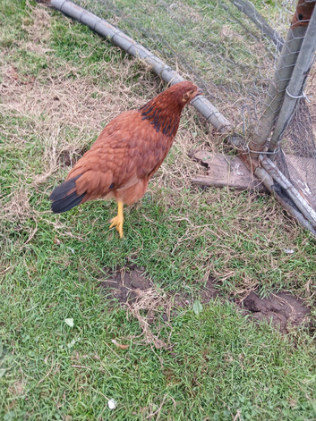 Free Ranging Brown Hens for sale