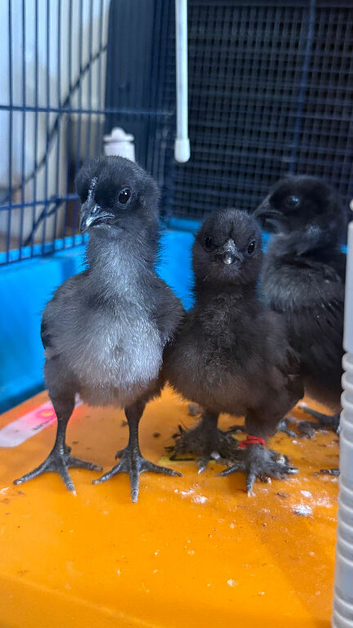 Chicks for sale