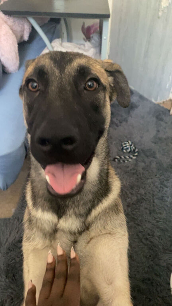 Belgian Malinois X Cane Corso