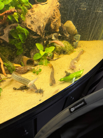 FREE weather loach X3