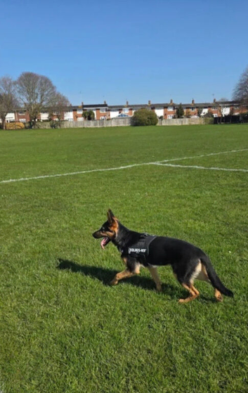 11 month old German shepherd