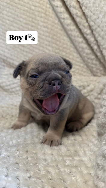 5 STAR FRENCH BULLDOGS