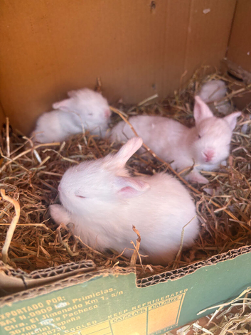 Double mane lionhead