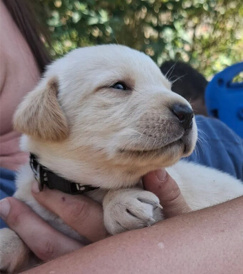 Labrador Retriever Puppies &ndash; 4 Boys & 4 Girls