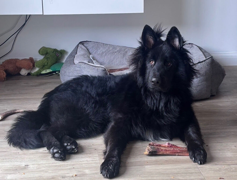 Solid Black Long Hair German Shepherd