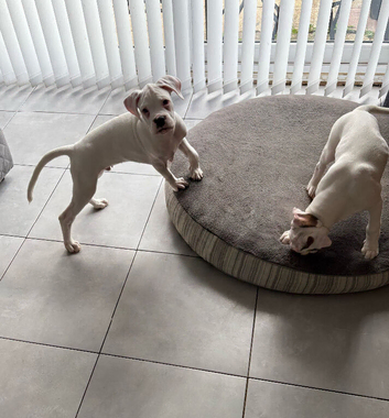 2 White KC registered boxer puppies