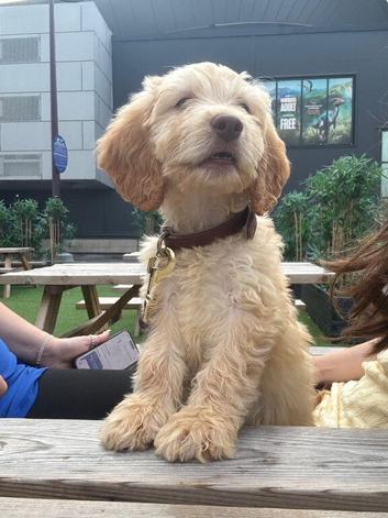 13 week old Cockapoo