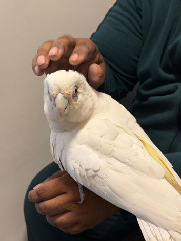 Silly tame beard eyed cockatoo