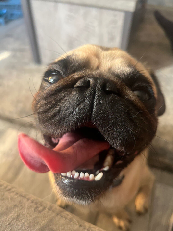 Pug looking for a loving new home