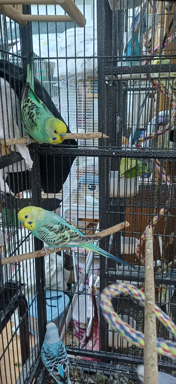 Pair of baby cocks