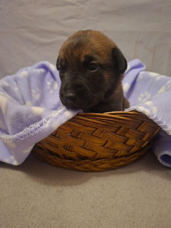 Puppies for sale