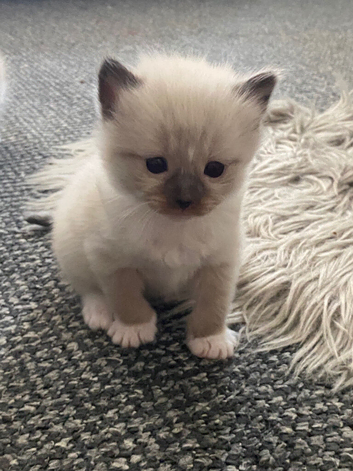Ragdoll kittens for sale