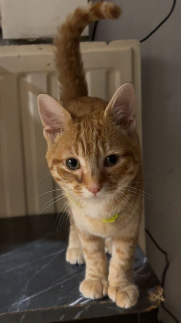 Ziggy ginger tabby