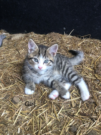Kittens