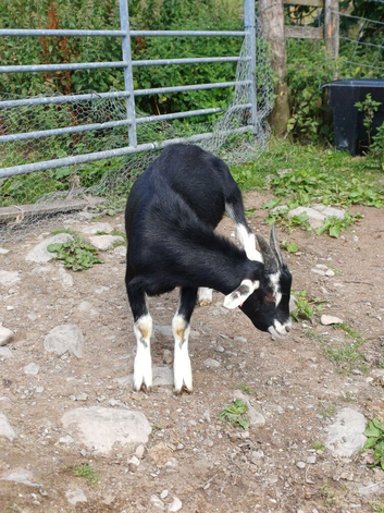Wether Goats